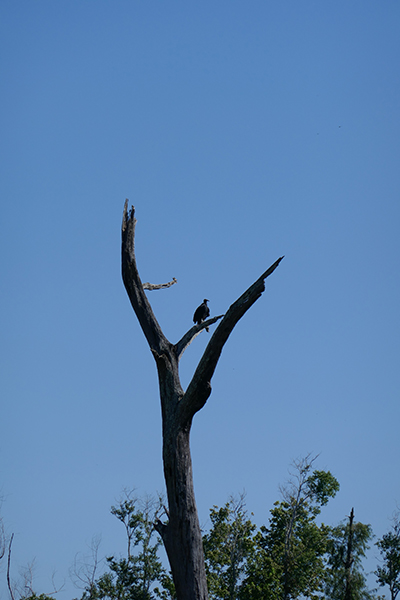 Brazos Bend State Park