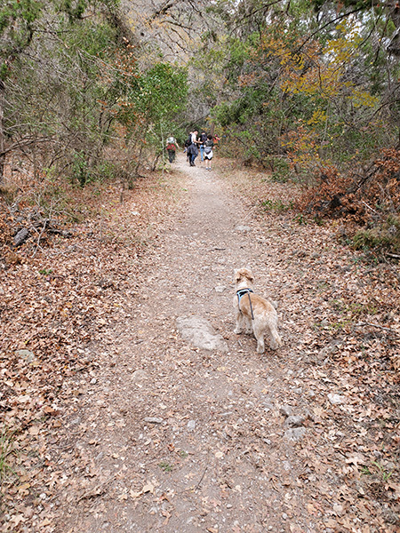 Lost Maples State Park