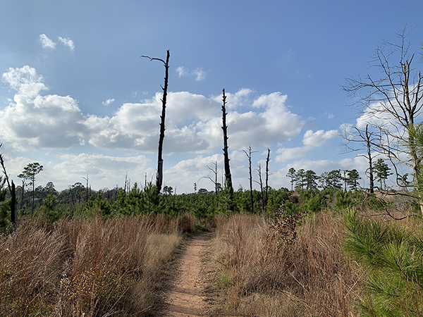A Gentle Escape into Nature